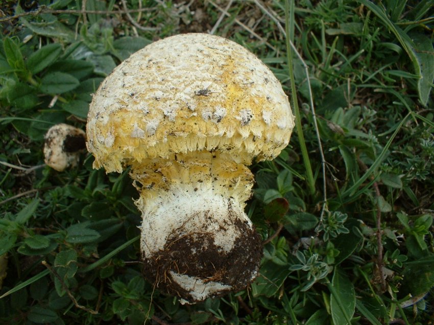 Floccularia luteovirens